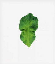 OLICAROL-kendal-550×635-1